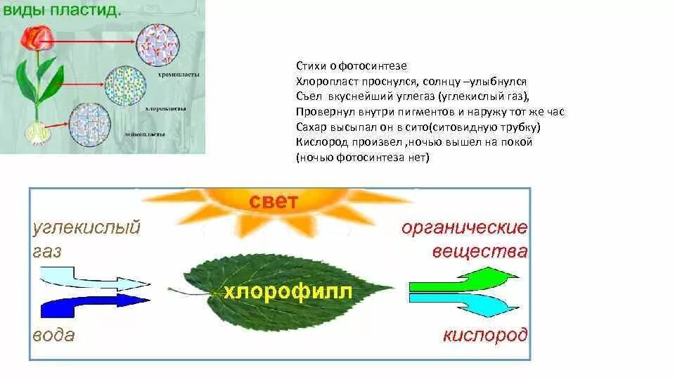 Связь с проявляется в процессе фотосинтеза. Пластиды фотосинтез схема. Стихотворение про фотосинтез. Фотосинтез в хлоропластах. Сказка про фотосинтез.