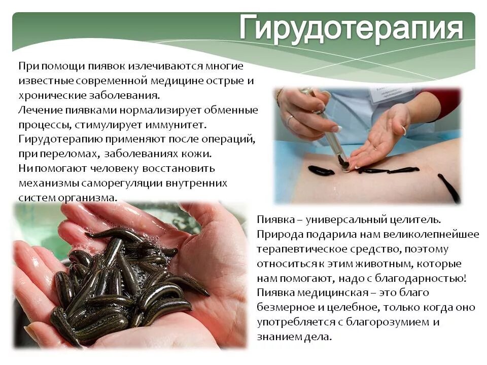 Содержание пиявок. Содержание пиявок