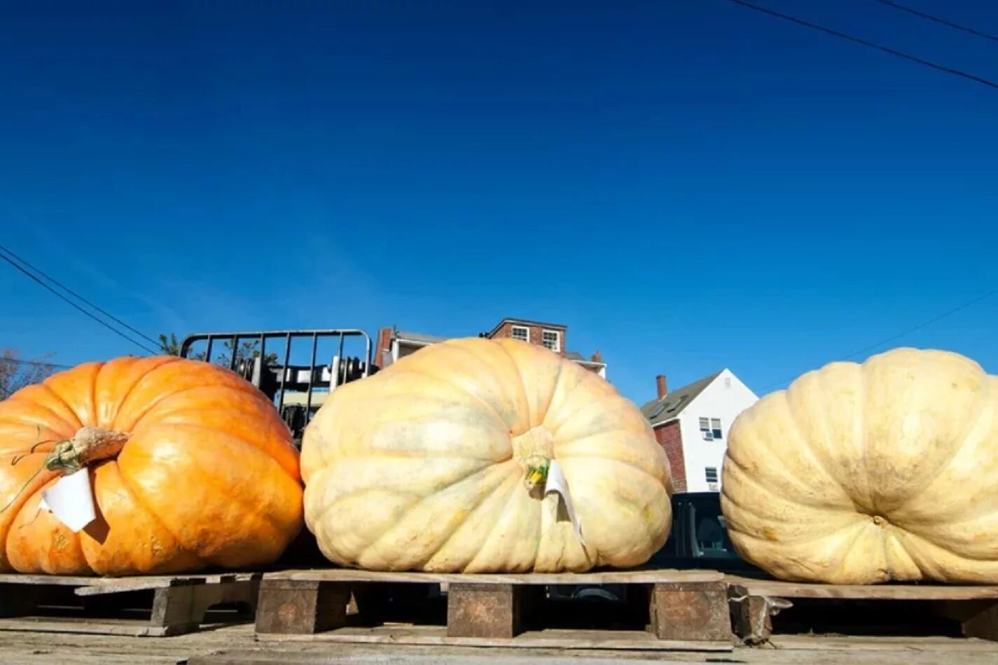 тыква стофунтовая рекорд. тыква крупноплодная хэллоуин. тыква тяжелая. тыква гигантская. тыква рекорд гиннесса.