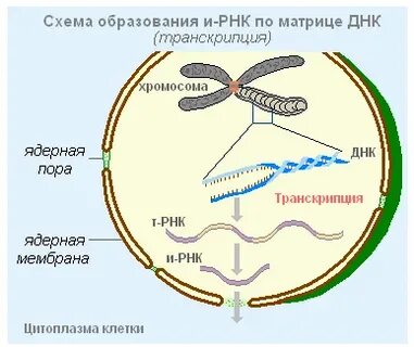 Фермент обеспечивающий синтез ирнк