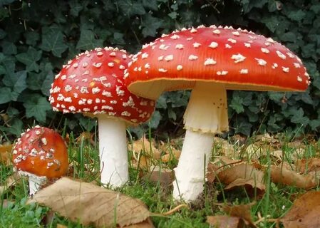 Amanita