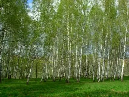 Караоке березовая роща