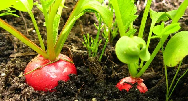 Сбор редиса. Редис удобрение. Подкормка редиса. Подкормка редиса. Полив рассады капусты.