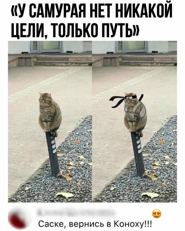 Фраза у самурая нет цели. У самурая нет цели есть только путь. у самурая нет цели только путь мем. у самурая нет цели только путь котик. у самурая нет цели прикол.