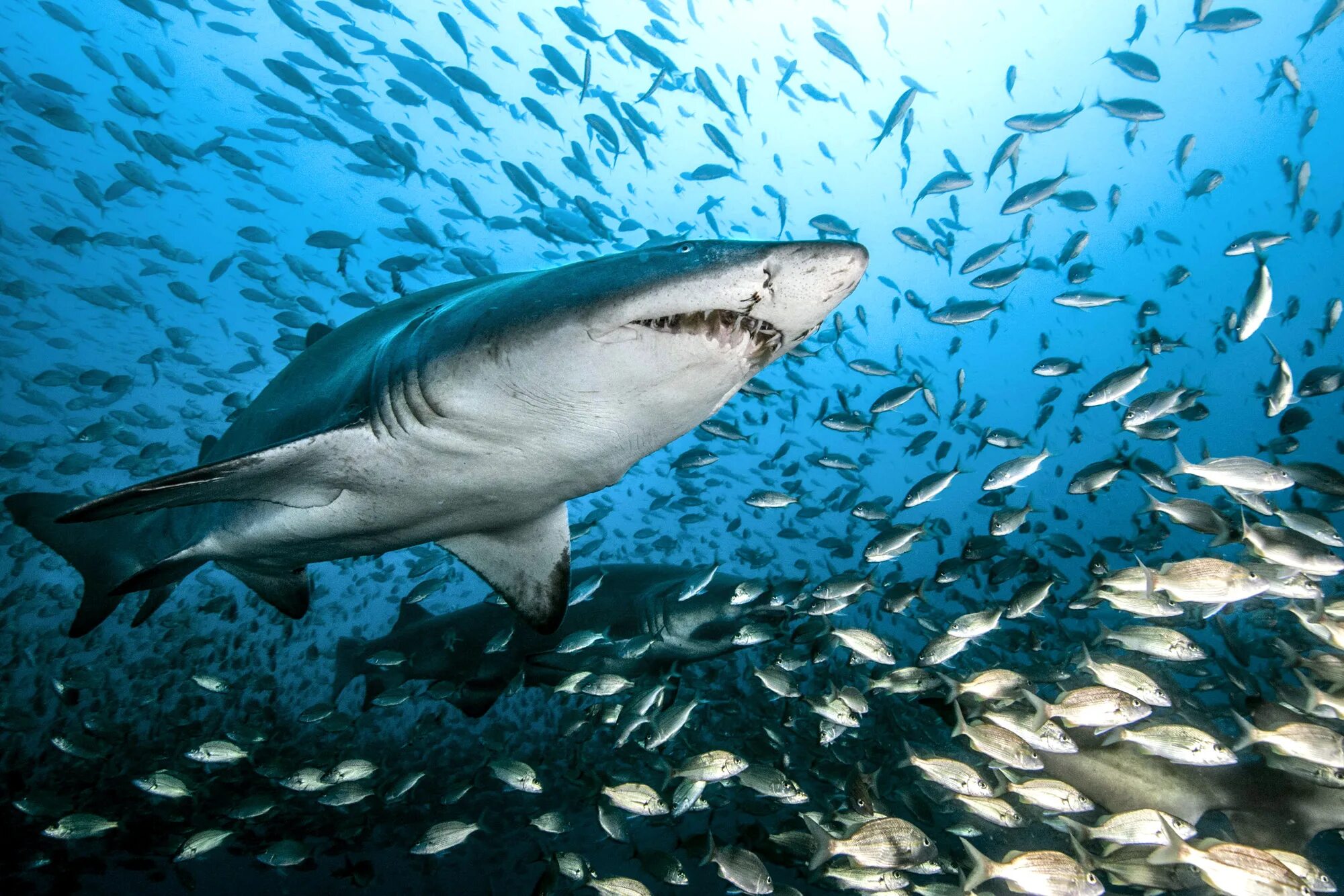 Большая белая акула (Уоррен Уайт). Carcharodon carcharias. Рыба акула. Лососевая акула. Рыбы сопровождающие акул