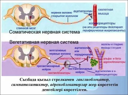 Соматический это
