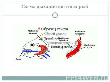 Дыхание костных рыб