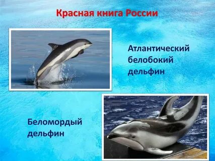 Почему дельфины в красной книге