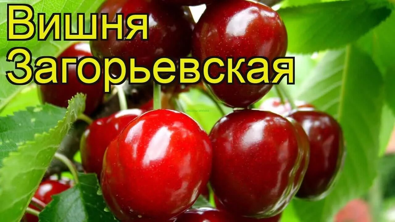 Вишня обыкновенная Загорьевская. Вишня сорт Загорьевская. Загорьевская опылители вишня. Вишня обыкновенная Расторгуевская.