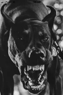 Scary dog