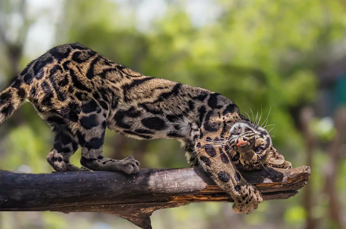 Крупные виды животных. Калимантанский дымчатый леопард. Дымчатый леопард (Neofelis nebulosa),. Гималайский дымчатый леопард. Тайваньский дымчатый леопард вымер.