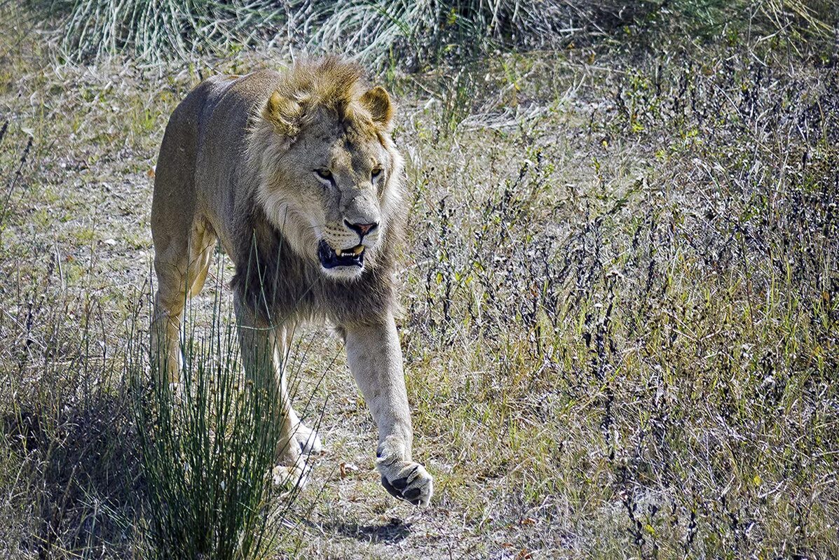лев идет по улице