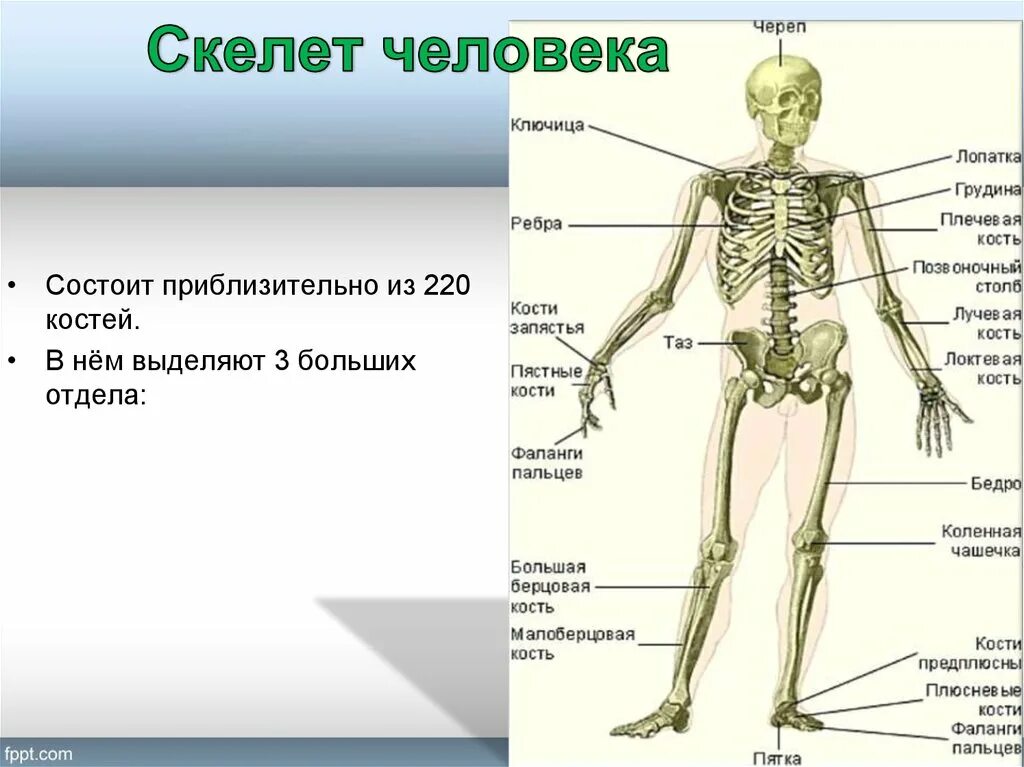 Скелет человека имеет 4 отдела. Кости скелета человека опорно двигательная система. Анатомия опорно двигательная система скелет. Опорно двигательная система строение скелета. Опорно двигательная система твердый наружный скелет.