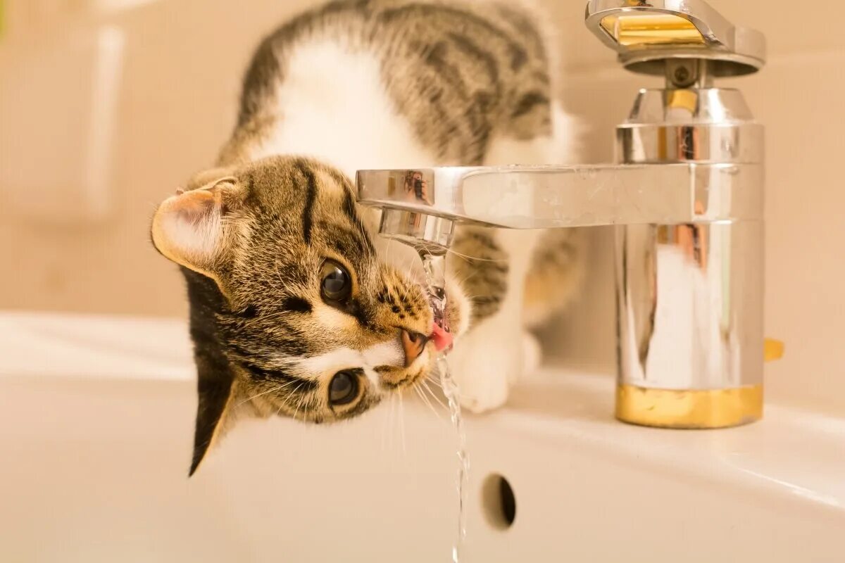 Котик пьет воду. Кошка пьет воду из под крана. Кот пьет из крана. Кот и кран с водой.