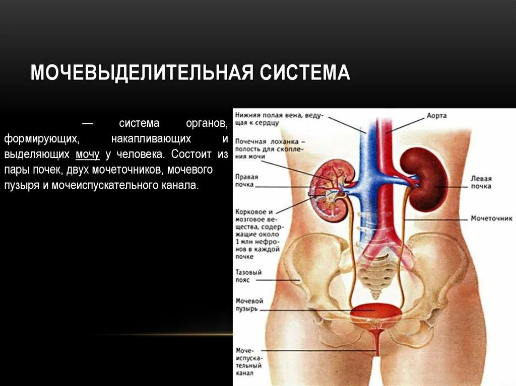 Строение почки и мочевого пузыря. Мочевыделительная система мочевая система человека. Органы выделительной системы мочевой пузырь. Мочевыделительная система анатомия человека схема. Строение выделительной системы анатомия.