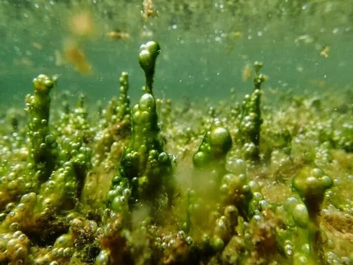 Водоросли выделяют кислород. Носток цианобактерия. Сине-зеленые водоросли носток. Синезелёные водоросли цианобактерии. Носток бактерия.