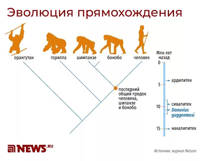 Промежуточное звено эволюции человека. Хомо сапиенс сапиенс. Промежуточное звено эволюции человека. Звенья эволюции человека. Превращение из обезьяны в человека.