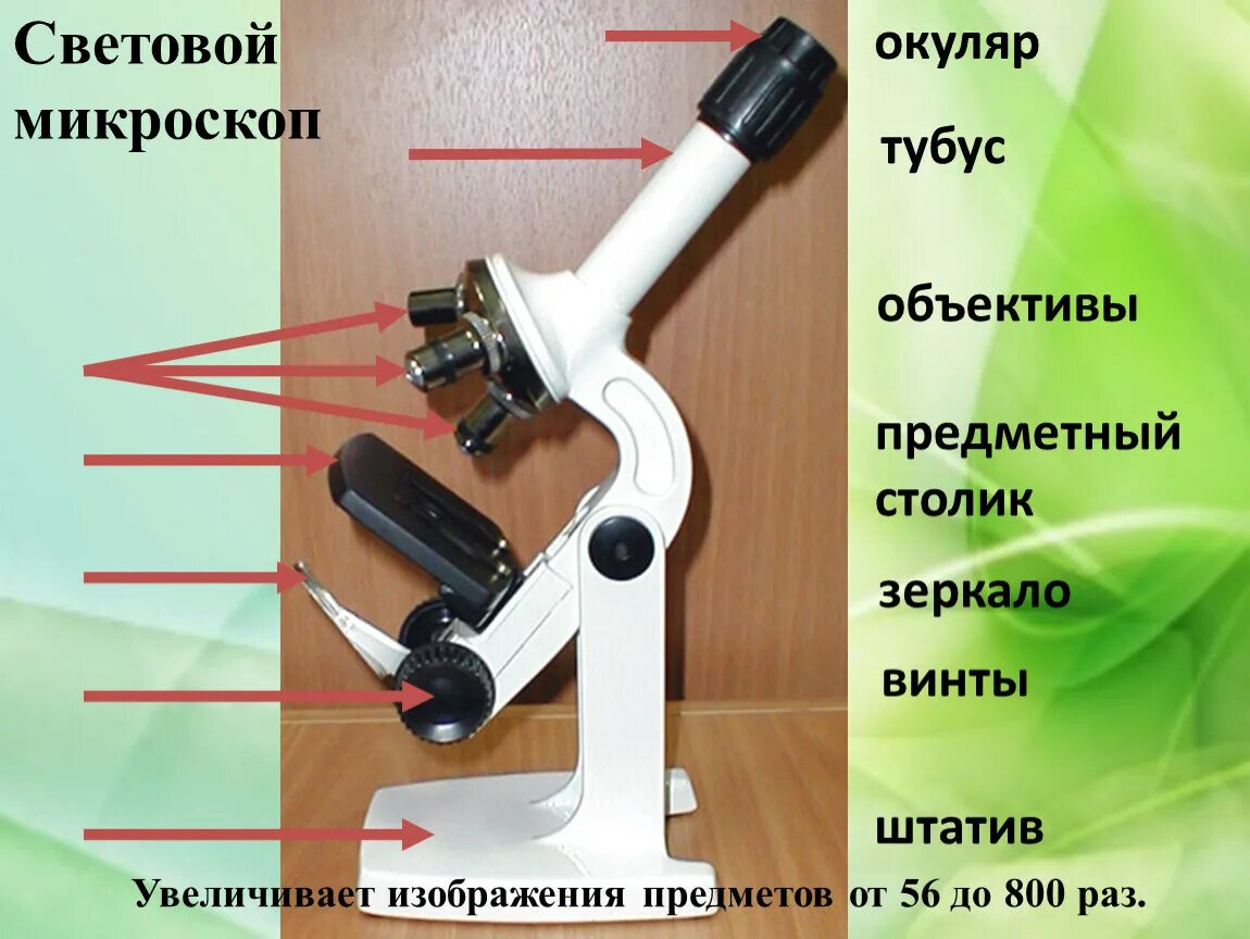 Какое увеличение дает данный микроскоп как узнать. Микроскоп тубус, окуляр, винты. Что такое штатив в микроскопе биология 5. Штативная лупа окуляр 20. Микроскоп тубус окуляр объектив.