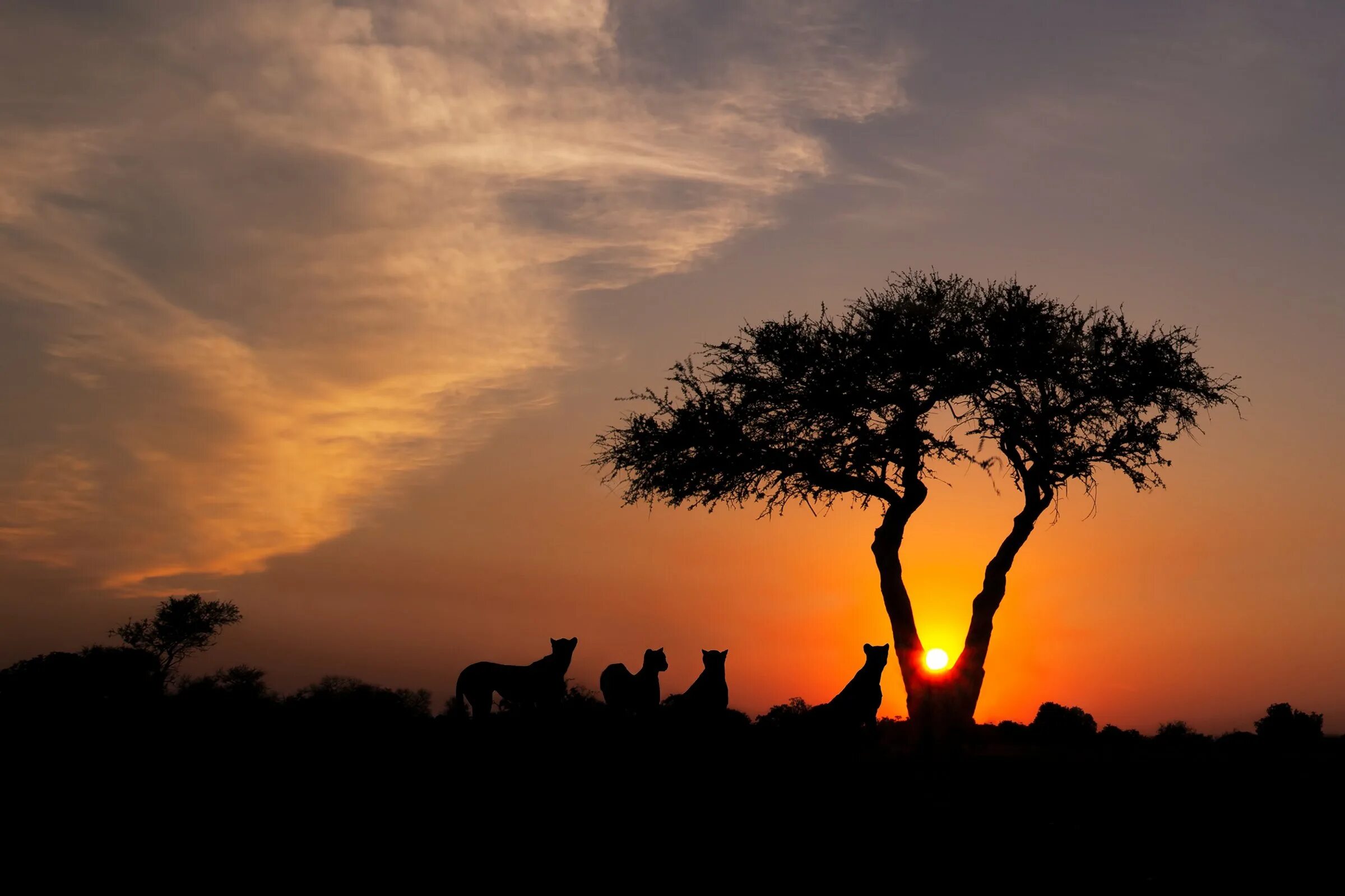 See africa. Африка пустыня Саванна джунгли. Саванны Африки. Дерево Африка Саванна закат. Львы в саванне.