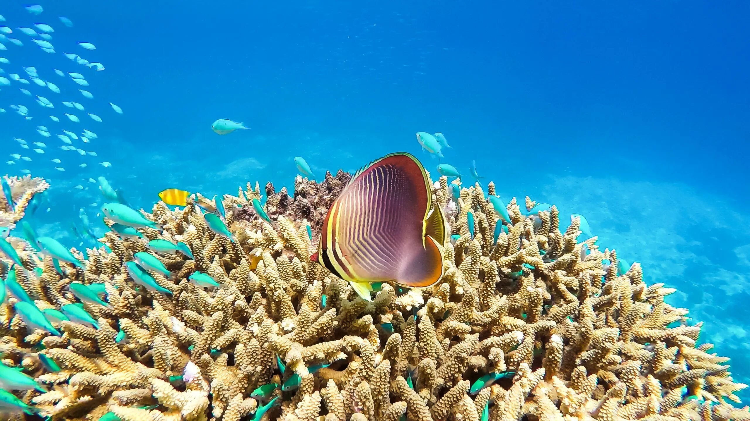 Great coral reef. Большой Барьерный риф Австралия. Коралловый риф в Австралии. Барьерный риф новой Каледонии. Большой Барьерный риф дно.