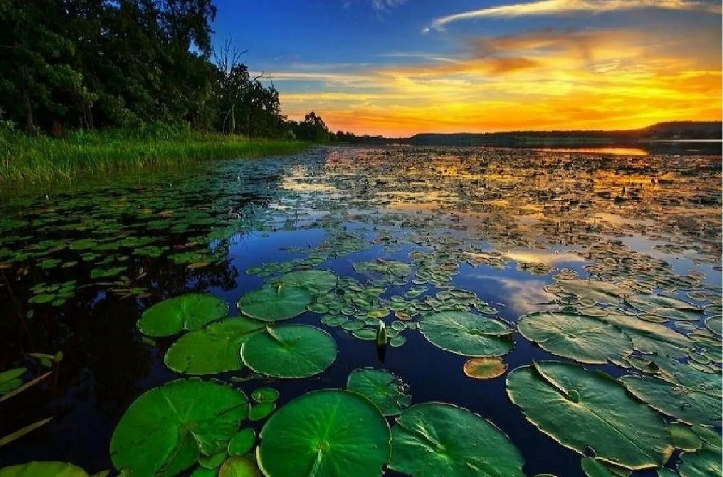 В болоте пресная вода. Водные растения. Красота воды. Пресноводный водоем. Красота водоемов.