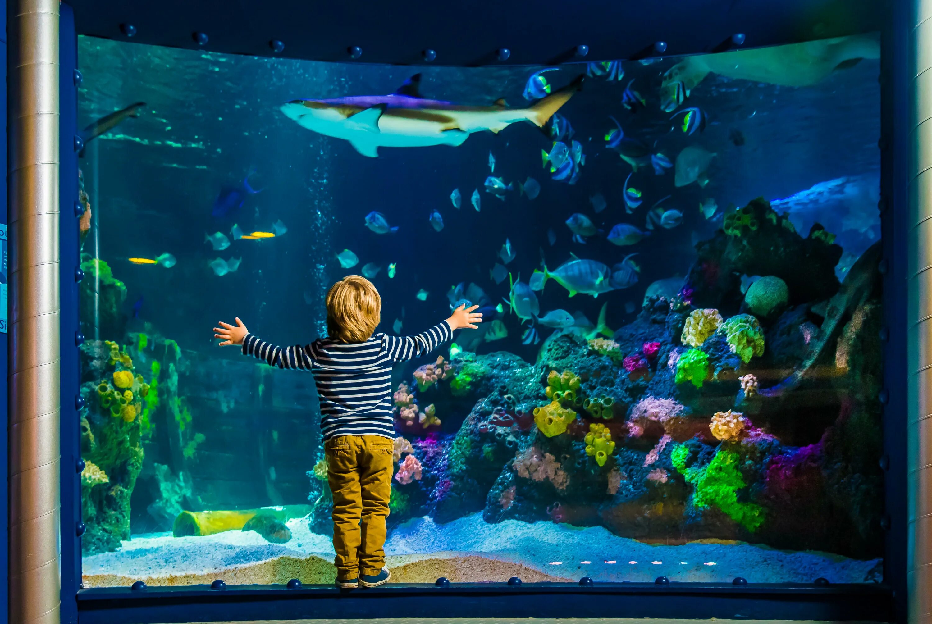 Аквариум «морской мир» Sea Life Helsinki. Sealife аквариум Мюнхен. Аквариум Sea Life Park Tokyo. Sea Life океанариум в Германии. Отзыв sea life