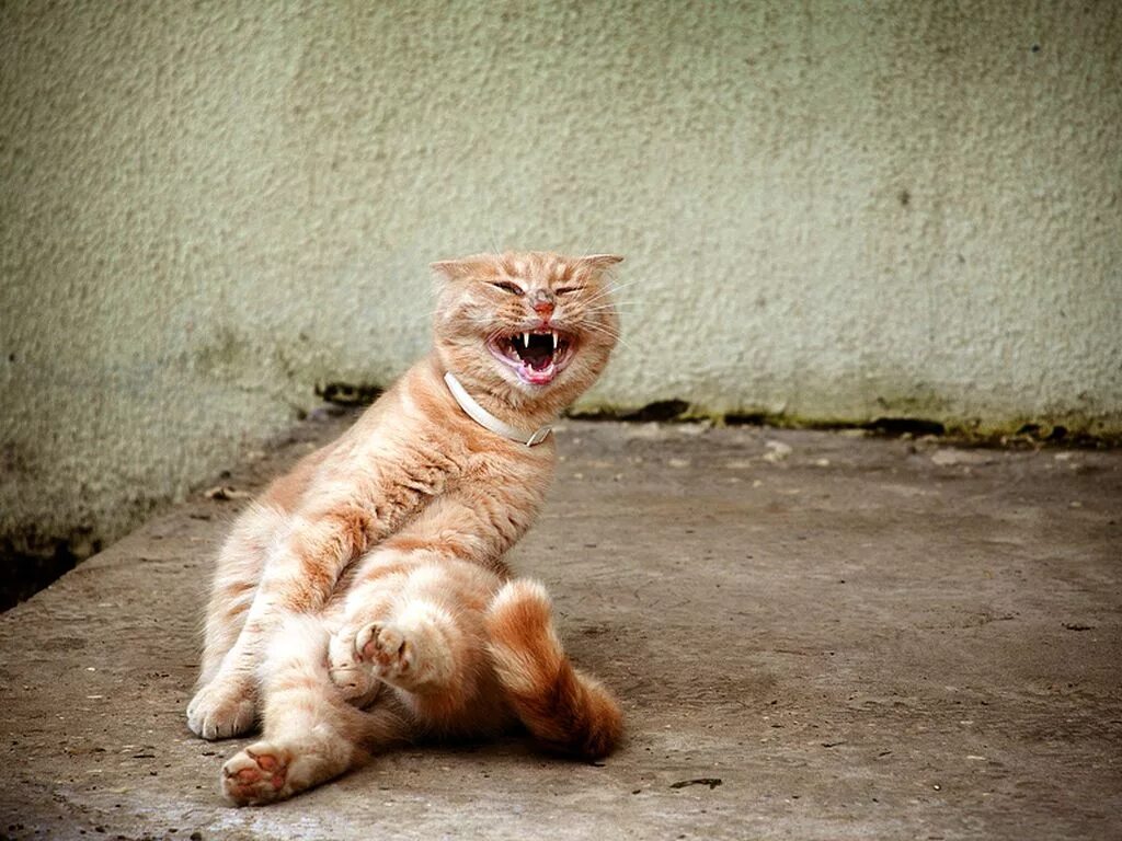 Угарный смех. Кот злорадствует. злорадство фото. лопающий кот. смех прикол.