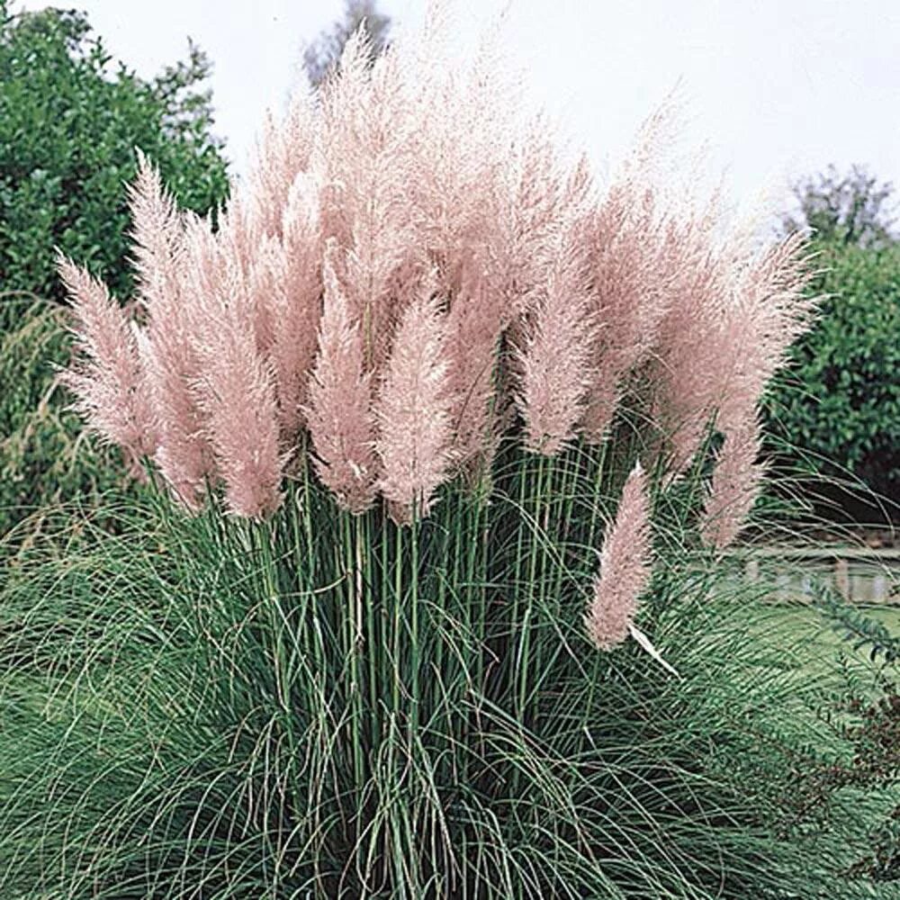 Кортадерия rosea. Кортадерия пумила (pumila). Кортадерия пампасная трава розовая. Пампасная трава отзывы. Пампасная трава в сочи.