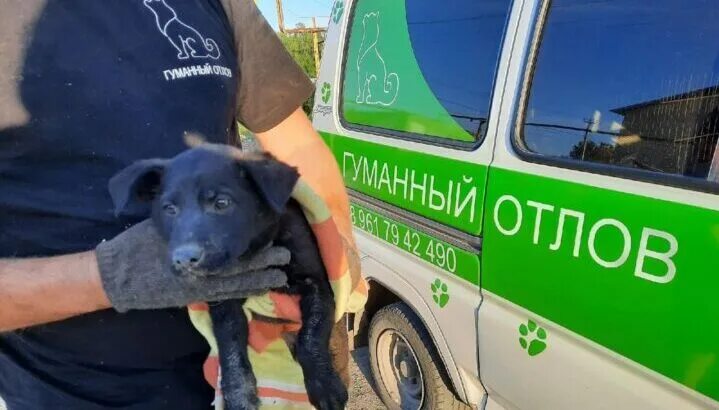 Отлов собак в Севастополе. Севастополь отлова собак служба. Евпаторийский фонд помощи животным от сердца к сердцу. Служба отлова собак Саранск.