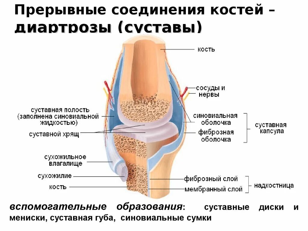 Суставное соединение костей. Строение сустава человека хрящ связки кости. Соединение костей строение сустава классификация суставов. Подвижное соединение костей строение сустава. Прерывные суставы строение.