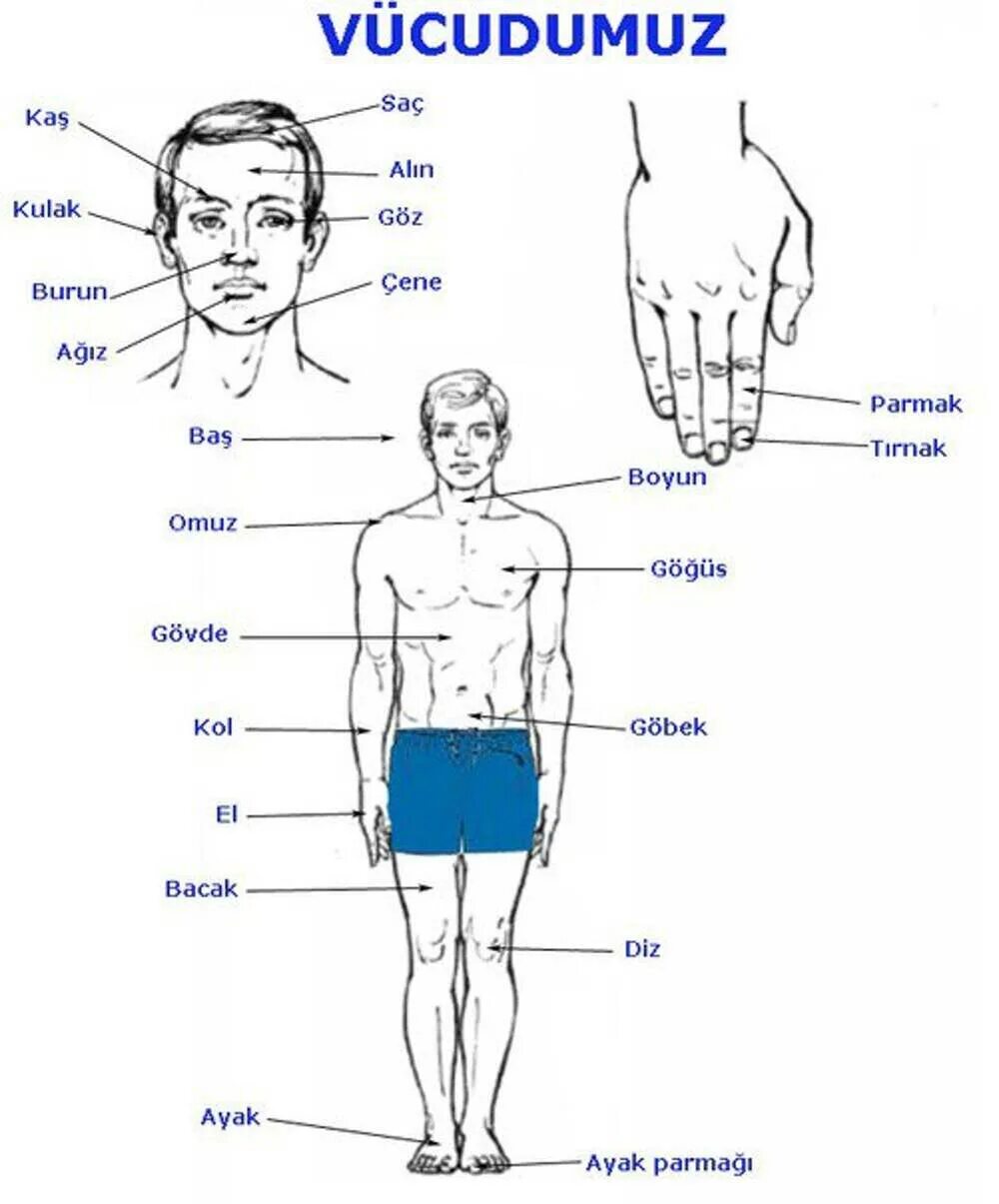 Части тела и лица на турецком языке. Части тела человека. Тело человека на турецком языке. Части тела на турецком языке.