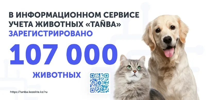 регистрация номера актив. Shanyraq очередь на жилье. Activ номера. Kezekte kz регистрация.