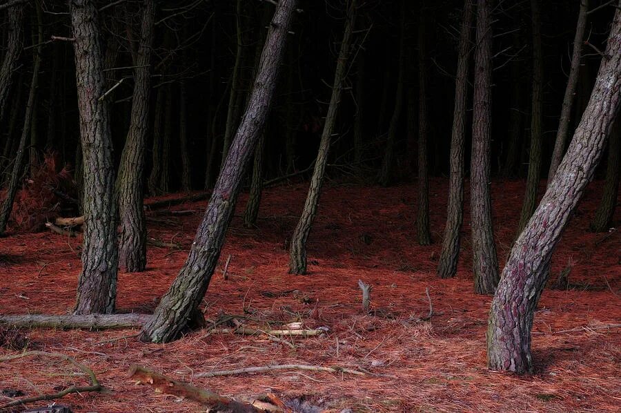 The Woods collection Dark Forest. Обработанная древесина Fear Nightfall.