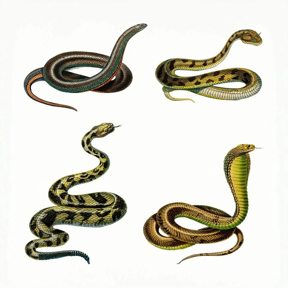 Змея 4 2023. Четыре змеи. Змеи 4 штуки. Четыре змеи картинка. Змея 4 буквы.