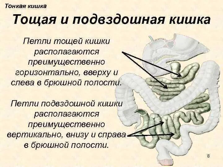 Тощая кишка. Подвздошный отдел тонкого кишечника эпителий. Тощая кишка строение анатомия. Тонкая кишка петли анатомия. Терминальный отдел подвздошной кишки размер.