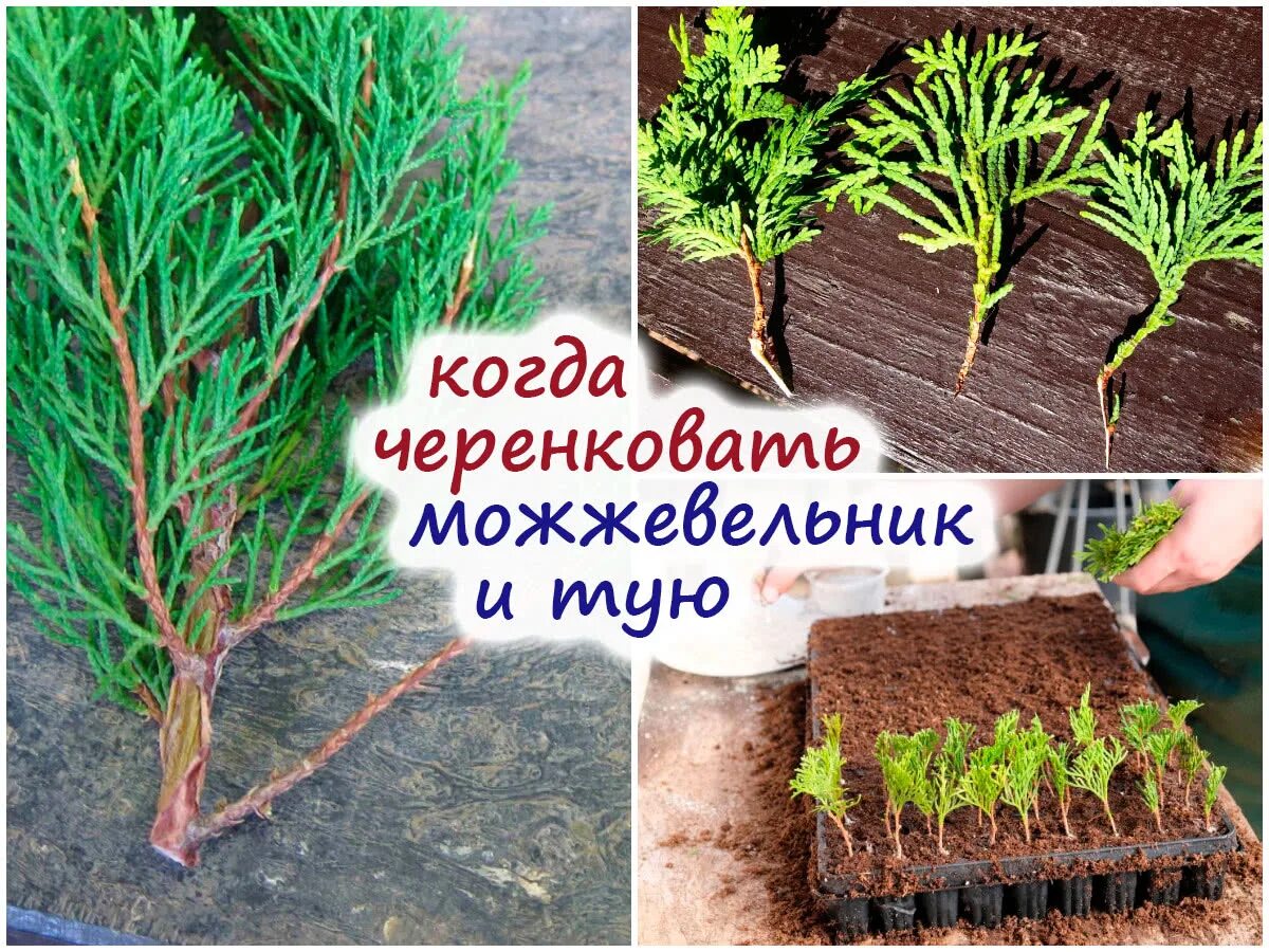 Размножение туи. Укоренитель для черенков хвойных. черенкование туи осенью. туя западная и её размножение. фотиния растение размножение черенками.