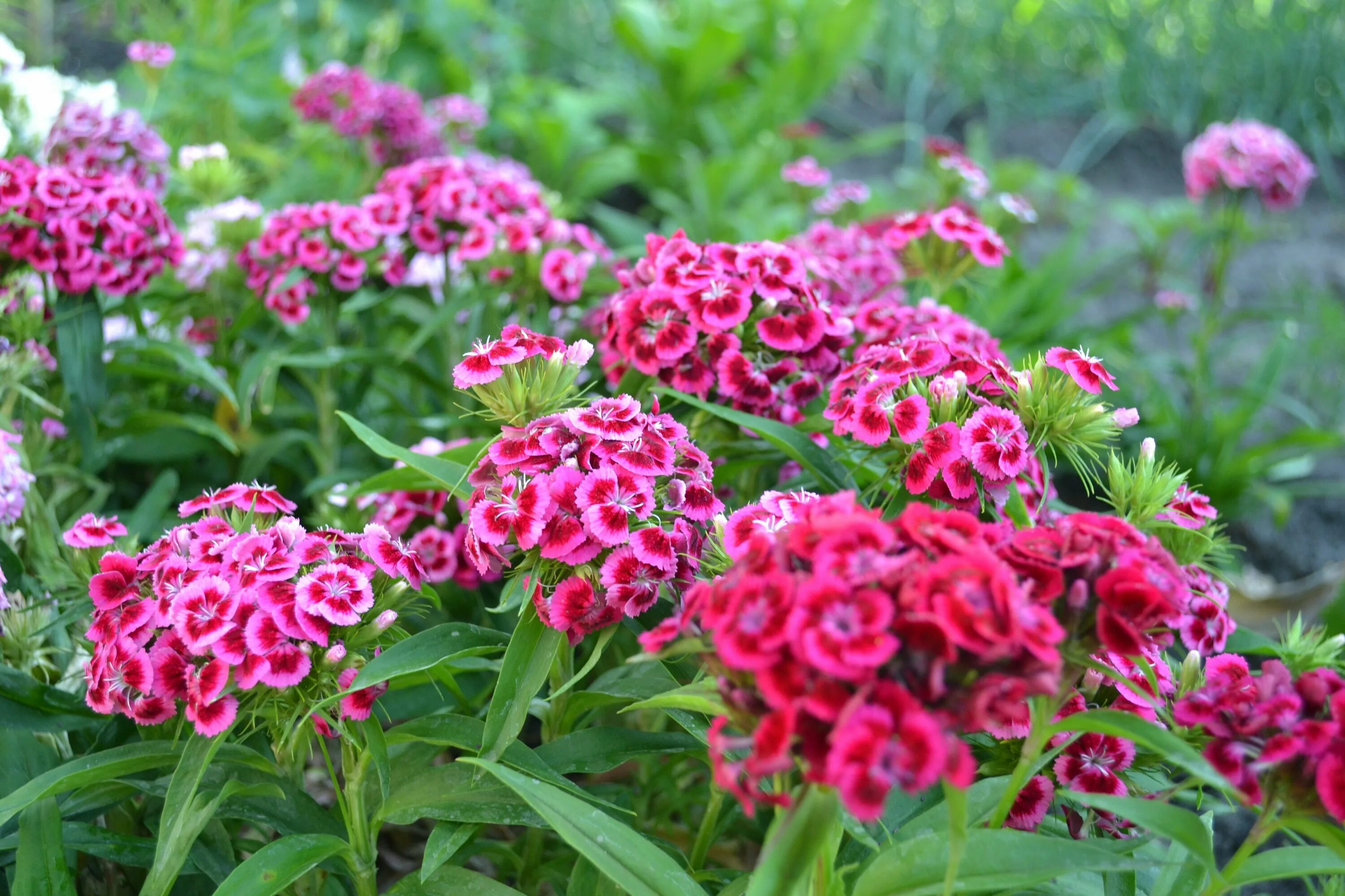 Диантус, гвоздика (турецкая). Гвоздика турецкая (Dianthus barbatus). Гвоздика турецкая Барбарини. Dianthus barbatus l. гвоздика турецкая. Гвоздика турецкая в открытый грунт