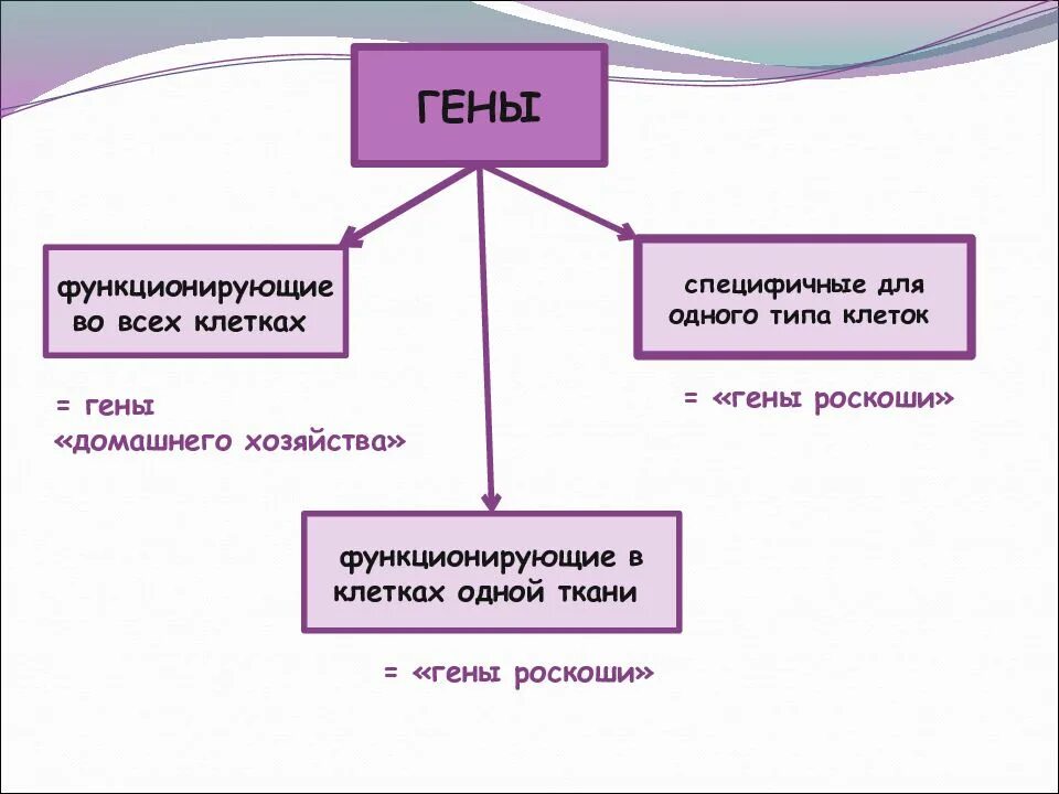 Гены роскоши. Функция генов домашнего хозяйства. Конститутивные гены. Гены домашнего хозяйства и гены роскоши. Гены домашнего хозяйства.