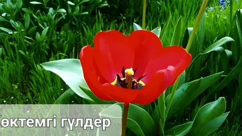 Жалаңаш Sade фотосы