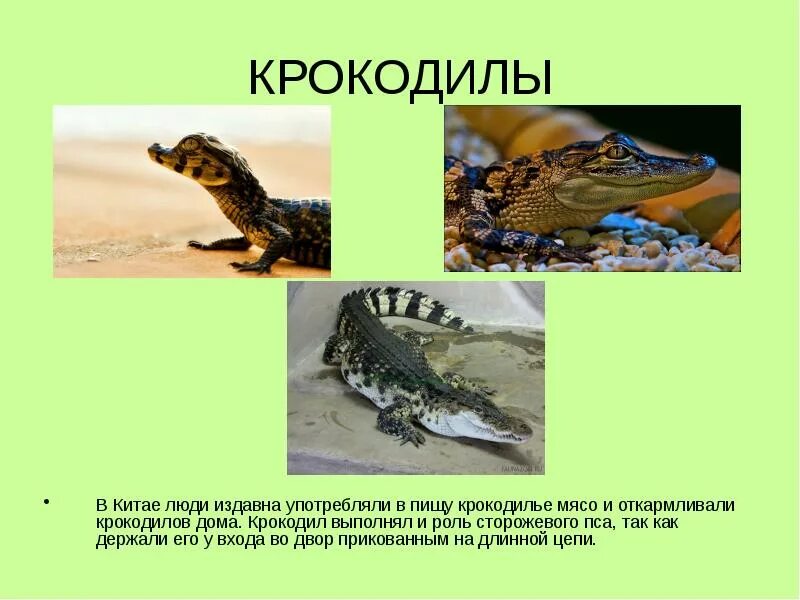 Некоторых животных люди издавна