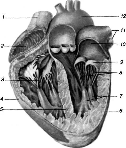 Папиллярные мышцы сердца анатомия. Сосочковых мышц у трехстворчатого клапана. Продольный разрез сердца анатомия. Строение сердца срез.