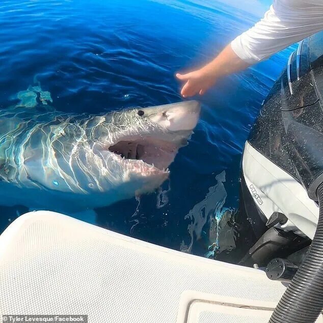 усатая акула-нянька. залив шарк, западная австралия. акулы в персидском заливе. шестижаберная акула джереми уэйд. флорида акулы.