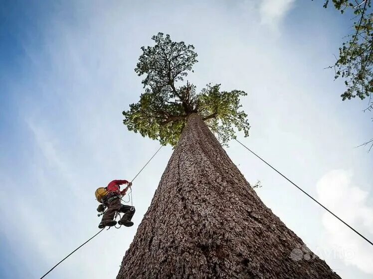 I climb trees