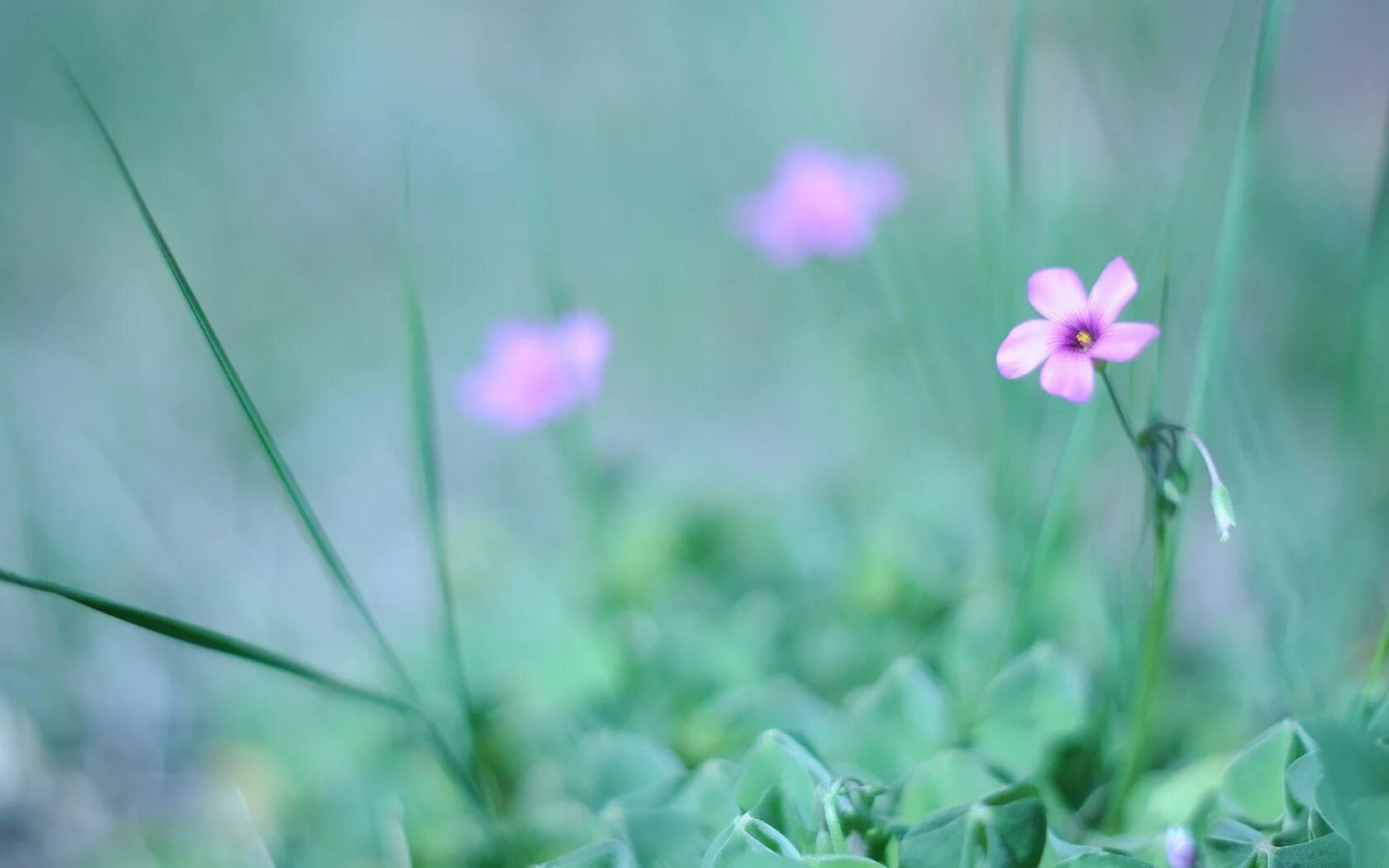 Flower shining. Мелкие розовые цветочки. Розовые полевые цветы. Маленькие растения. Маленькие розовые цветочки полевые.