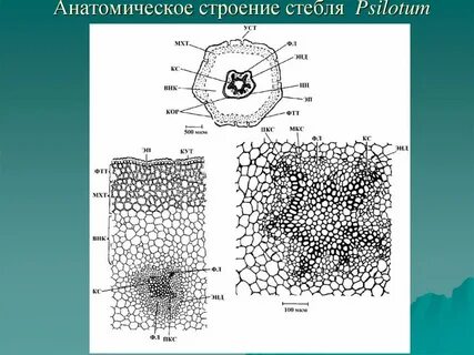 Строение стебля хвоща полевого