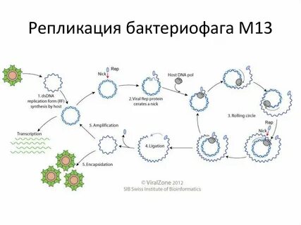 М цикла