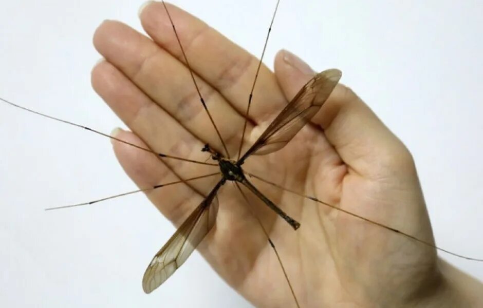 Как называется большой комар. Муха долгоножка. Комар долгоножка. Самый большой комар долгоножка. Комар гигант - долгоножка.