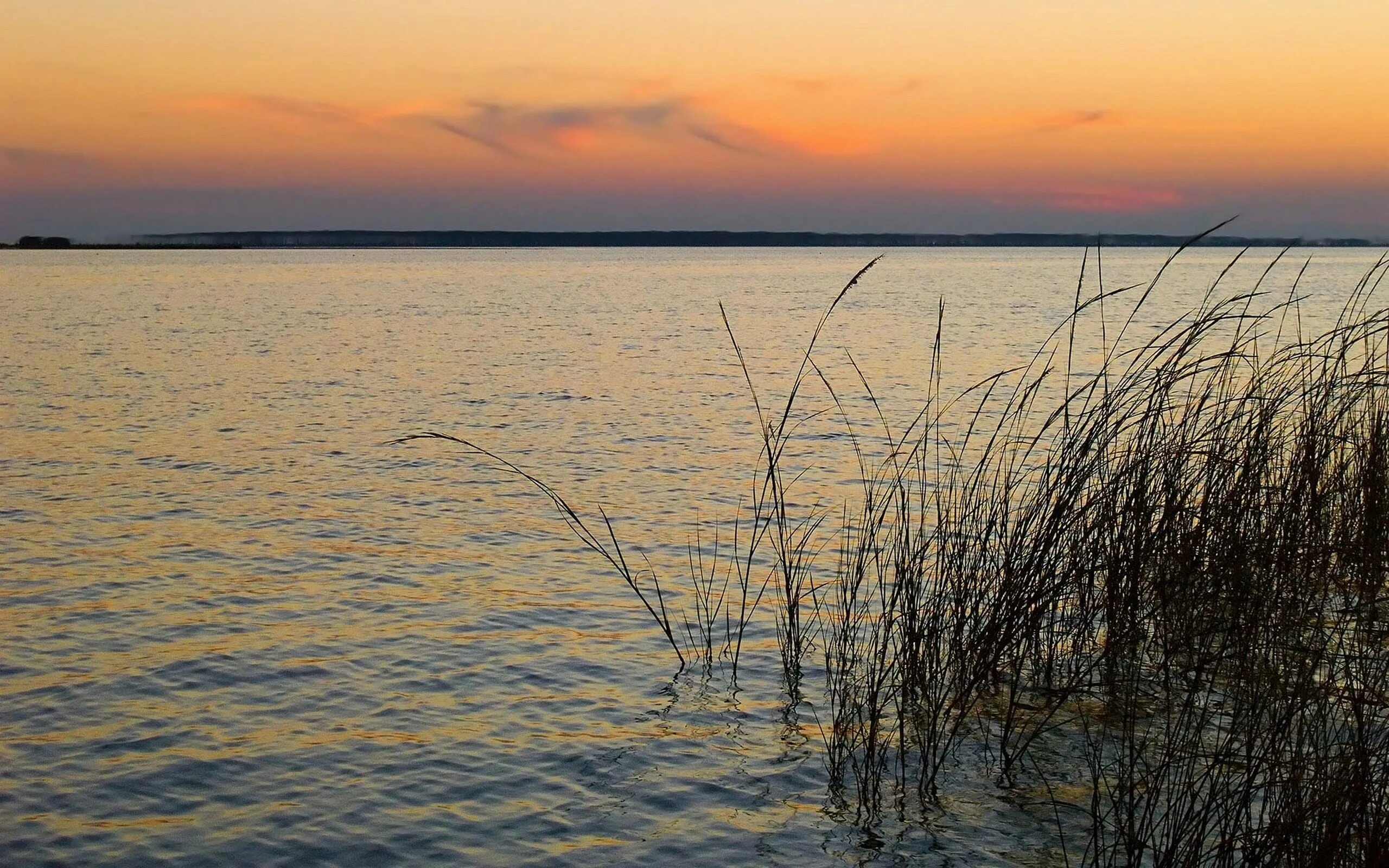 Озеро ветерок. Озеро ветерок. Озеро ветерок. Озерные болота. Камыш фото.