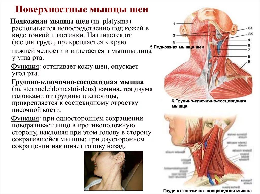 Часть шеи ниже затылка