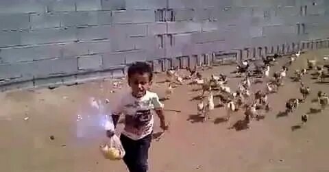 Мальчик курицу видео